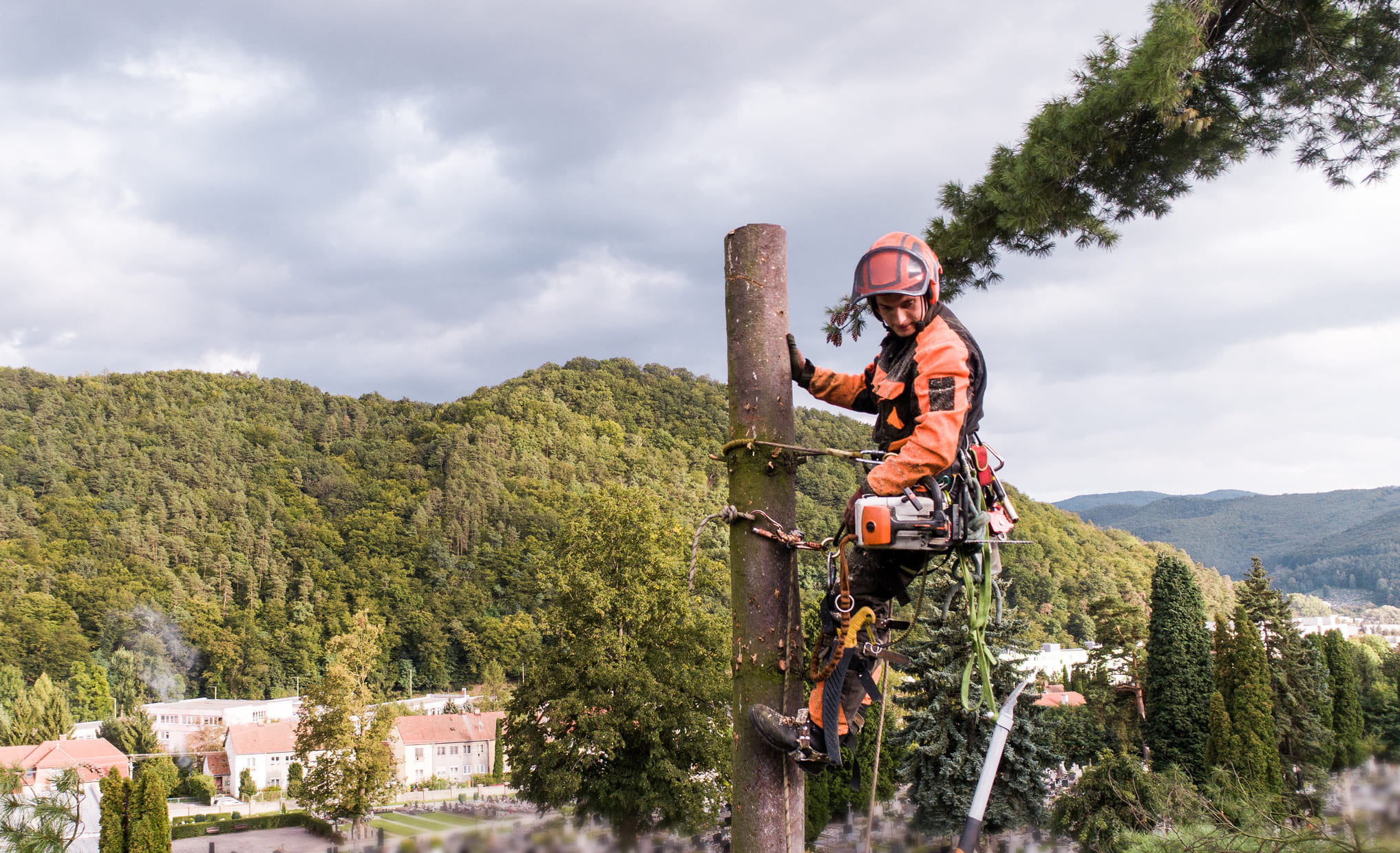 What does an arborist study? What skills do you need to be an arborist? What does an arborist do? How much is an arborist paid?