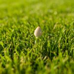 Three Essential Steps for Growing a Healthy Lawn