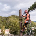 What does an arborist study? What skills do you need to be an arborist? What does an arborist do? How much is an arborist paid?