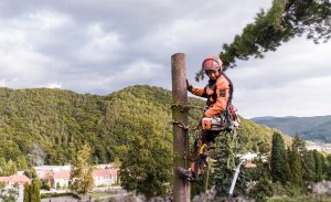 http://What%20does%20an%20arborist%20study?%20What%20skills%20do%20you%20need%20to%20be%20an%20arborist?%20What%20does%20an%20arborist%20do?%20How%20much%20is%20an%20arborist%20paid?