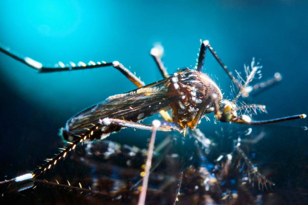 Aedes albopictus mosquito. Super macro close up of a tiger mosquito