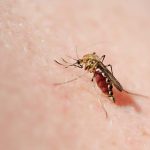 Why Do Mosquitos Bite at Night? Are All Mosquitos Dangerous? Which One is the Most Dangerous?