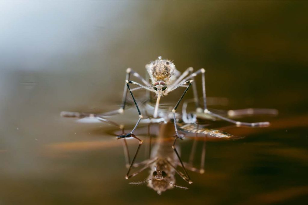 A mosquito on shiny water surface