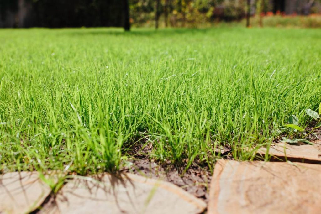 Couch Grass vs. Kikuyu: Effectively Managing Growth in Sydney