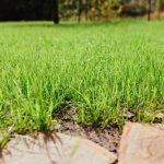 Couch Grass vs. Kikuyu: Effectively Managing Growth in Sydney