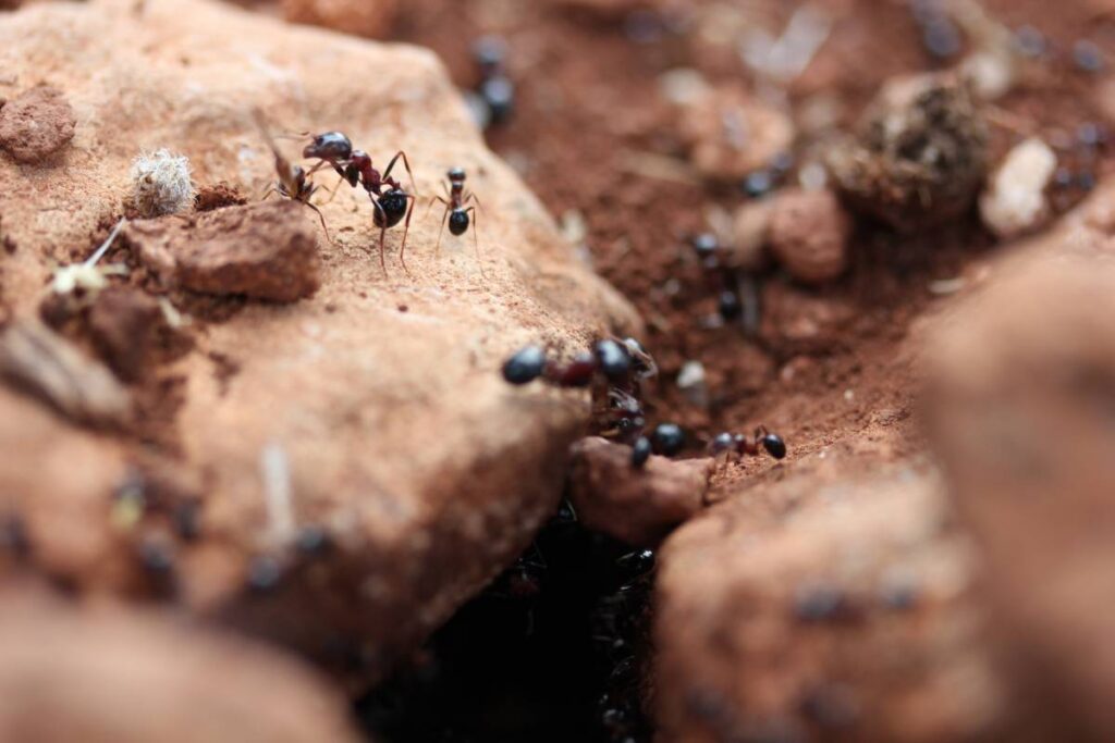 How to Get Rid of Ants in Your Lawn: A Complete Guide